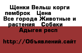 Щенки Вельш корги пемброк › Цена ­ 35 000 - Все города Животные и растения » Собаки   . Адыгея респ.